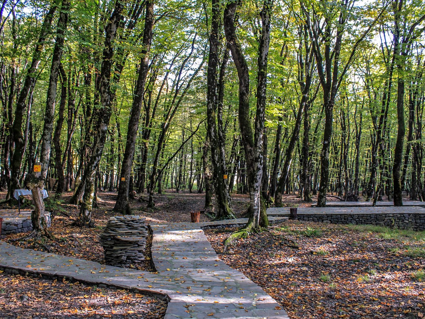 Yaşıl meşədə cığır — Azərbaycan təbiəti